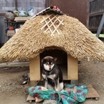 民宿すぎの子 - ちょっと遊びに行くと必ず出てきてくれます♪