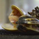 節子鮮魚店 - ハマグリ　炭火焼