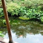 しまばら水屋敷 - 水屋敷の鯉