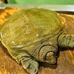 うを徳 - 2015.4 普賢岳養殖スッポン、愛称「ふーちゃん」