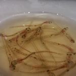 さ行 - 2015年4月