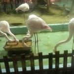 メヒコ つくばフラミンゴ館