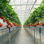 軽井沢ガーデンファームいちご園 - 【冬春いちご】清潔な高設ベンチでいちご狩りをお楽しみいただけます