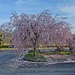 おきな - 道の駅 耶馬トピア　しだれ桜