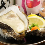 Rock Oyster (large)