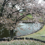 美濃吉 - お花見ゴルフ～