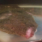 磯の香 - 水槽の活魚