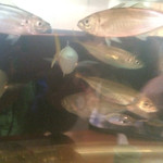 磯の香 - 水槽の活魚