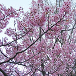 AW ・ELEMENTS - 毛利庭園でも満開の桜