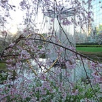 AW ・ELEMENTS - 毛利庭園の枝垂れ桜