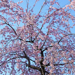 AW ・ELEMENTS - 白金台の枝垂れ桜