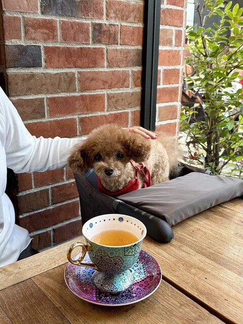 座席 : SIK eatery うつぼ公園店 （シック イータリー【旧店名】CAFE