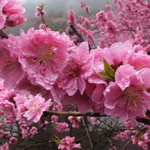 列車レストラン・清流 - 