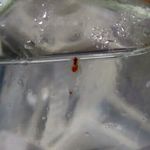 漁師居酒屋 楓 - クリオネちゃん（笑）