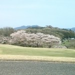 皐月ゴルフ倶楽部鹿沼コースレストラン - 桜が綺麗に咲いてました