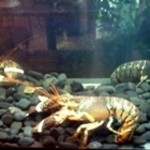 ディナーベル - 店内には、オマール海老の水槽もあります。