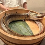 割烹こめを - 巨大な鱧！！