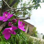 ザ・リッツ・カールトン沖縄 - ホテル内／散策路