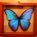 BLUE MORPHO - 