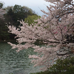 カフェ ミツイケ - 三ツ池公園、満開の桜