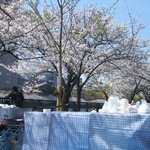 新和食 きくい - お花見