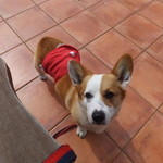 湖麺屋 リールカフェ - ワンコOK