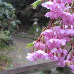 Hachi Yoshi - 日向大神宮のしだれ桜