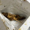 焼き鳥 ツッチー