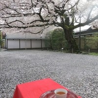 招福樓 本店 - 桜の中の待合い