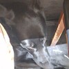 大衆割烹 藤八 - 上から見た黒いワンワン