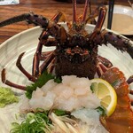須崎魚河岸 魚貴 - 伊勢海老の刺身
