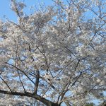 新和食 きくい - 