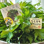 リストランテ ボルゴ・コニシ - 五條市益田農園の野菜☆今年も続々入荷中です♪奈良の大地の香りとイタリアンのハーモニー♪