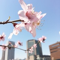 皇家龍鳳 - 