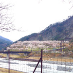 Shiono Sato - 大西公園の桜｡高遠の桜とあわせてどうぞ！