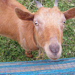 田舎茶房 野の花 - 牧場があるそうです