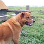 田舎茶房 野の花 - お店の裏にいる『アンディ・チュン』