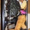 柳ヶ瀬弁当