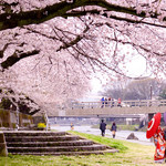 ちょう吉 - 訪れた当日の写真。お店の１ブロック南を流れる浅野川。週末は前撮りの方が多くいらっしゃるようですが、この季節は特にキレイですね。