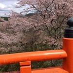 旅館歌藤 - 桜、晴れてよかった〜♪
