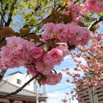 吾妻橋 やぶそば - 駒形堂の八重桜が満開で綺麗な麗らかな１日でした