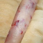 ちいさなめ - ちいさなめ