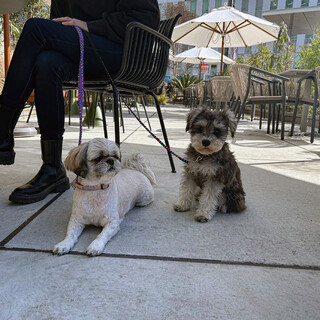 開放的なテラス席で、愛犬との特別なひとときを