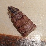 すし匠 まさ - Ｈ27.4 しゃこ