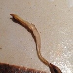 すし匠 まさ - Ｈ27.4 鯵の腹身の干物