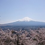 しんたく - 2015桜、富士山