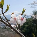 しんたく - 2015桜