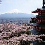 しんたく - 2015桜