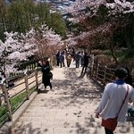 しんたく - 2015桜