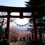 しんたく - 2015桜、新倉浅間神社鳥居